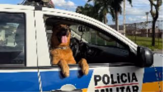 Vídeo: cão policial Lion, do 14º BPM, morre após 7 anos de serviço em Ipatinga