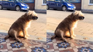 Cão idoso espera tutora falecida em calçada e emociona a web