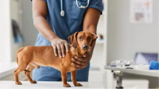 Santana do Paraíso inicia cronograma de castração gratuita para cães e gatos