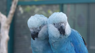 Vírus mortal atinge população reintroduzida de ararinhas-azuis na Bahia, aponta ICMBio