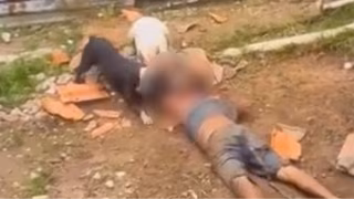 Homem morre após ser atacado por dois pitbulls na zona leste de São Paulo