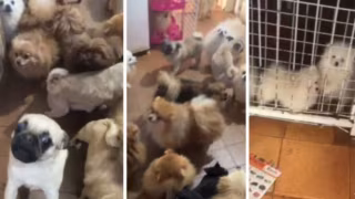 Polícia Militar resgata 72 cães em condições insalubres dentro de residência de 3 cômodos