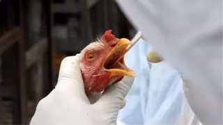 Cientista alerta: gripe aviária pode superar a Covid em gravidade