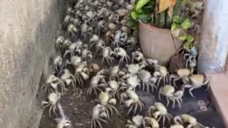 VÍDEO: Migração de caranguejos impressiona moradores durante período reprodutivo
