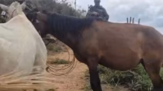 Polícia Militar de Meio Ambiente apreende seis cavalos soltos em vias de Manhuaçu