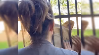 Veterinária defende leoa envolvida na morte de jovem em João Pessoa: “Não é vilã”