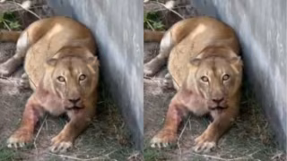 Parque onde homem morreu ao invadir jaula de leoa é fechado por tempo indeterminado