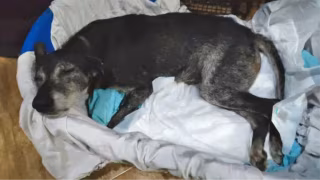 Barulho de fogos após título do Flamengo afeta mais de 800 animais em abrigo no Rio