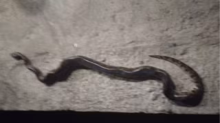 Após ser picado por sucuri, homem se irrita e morde animal de volta