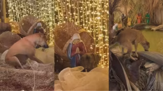 Cães caramelos 'invadem' presépio de MG e encantam a web