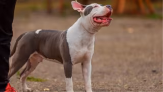 Empresa de adestramento é condenada após morte de cachorro sob seus cuidados no DF