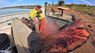 ‘Rei do pirarucu’ pesca peixe de 160 kg em rio do interior de SP