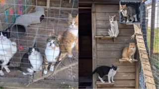 Emprego dos sonhos: abrigo em ilha grega oferece vaga para cuidar de gatos com moradia e salário pagos