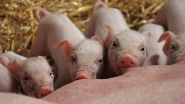 Consumo de carne suína cresce e Arapé Agroindústria conquista selo de bem-estar animal em MG