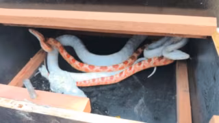 Cobras exóticas são encontradas em encomenda dos Correios