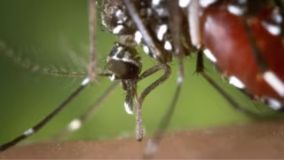 Anvisa aprova primeira vacina brasileira de dose única contra a dengue para pessoas de 2 a 59 anos