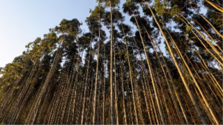 TJMG condena contratantes a indenizar trabalhador ferido em corte de eucalipto em cidade mineira