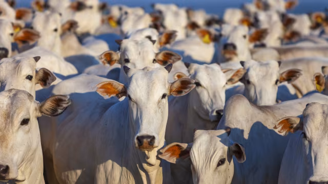 Criminosos invadem fazenda e abatem vaca para roubar carne em Timóteo