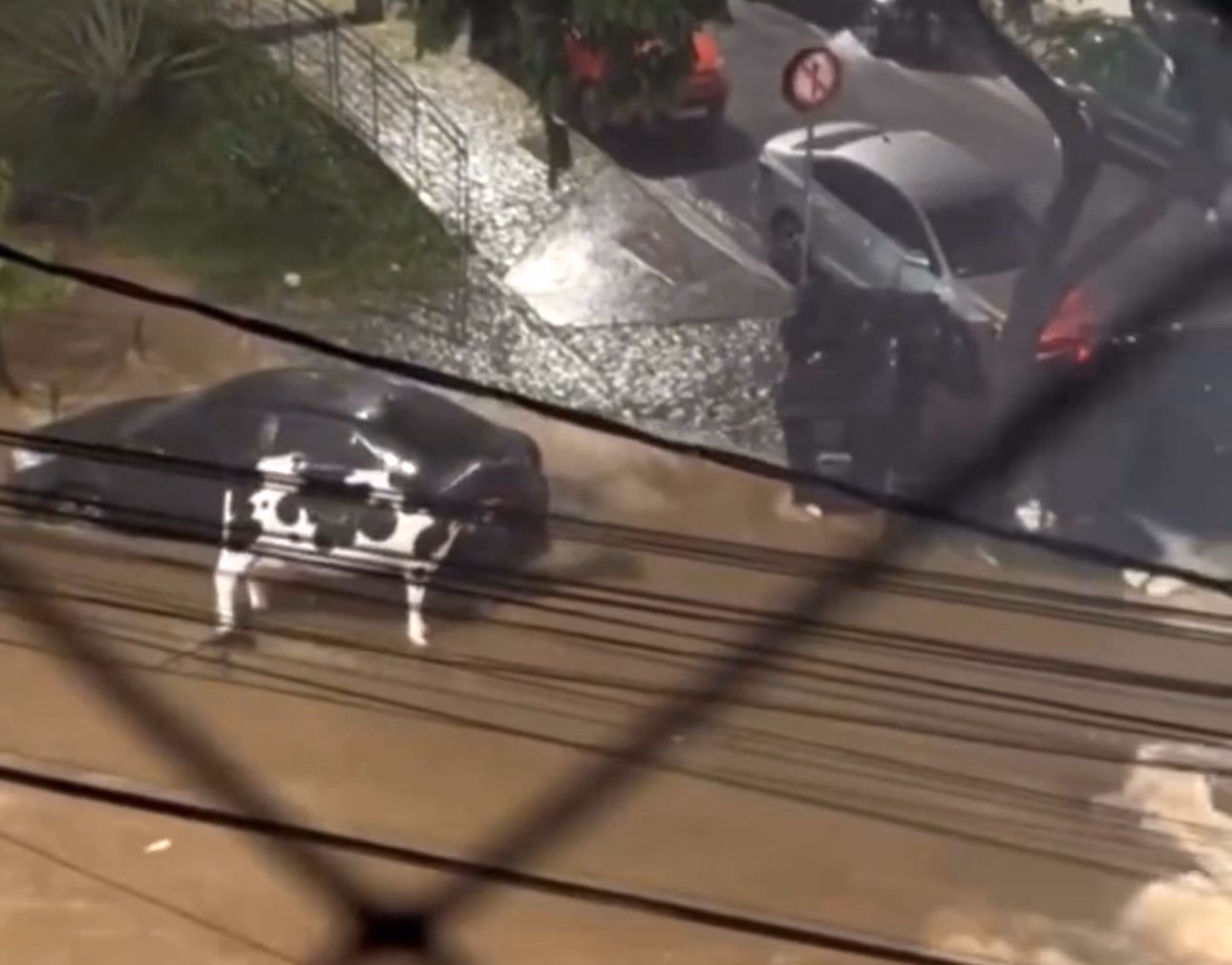 Vaca foi levada pela enxurrada