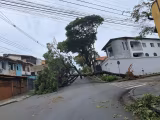Cemig alerta para riscos e orienta população sobre quedas de árvores em tempestades