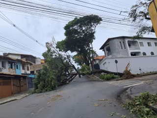 Cemig alerta para riscos e orienta população sobre quedas de árvores em tempestades