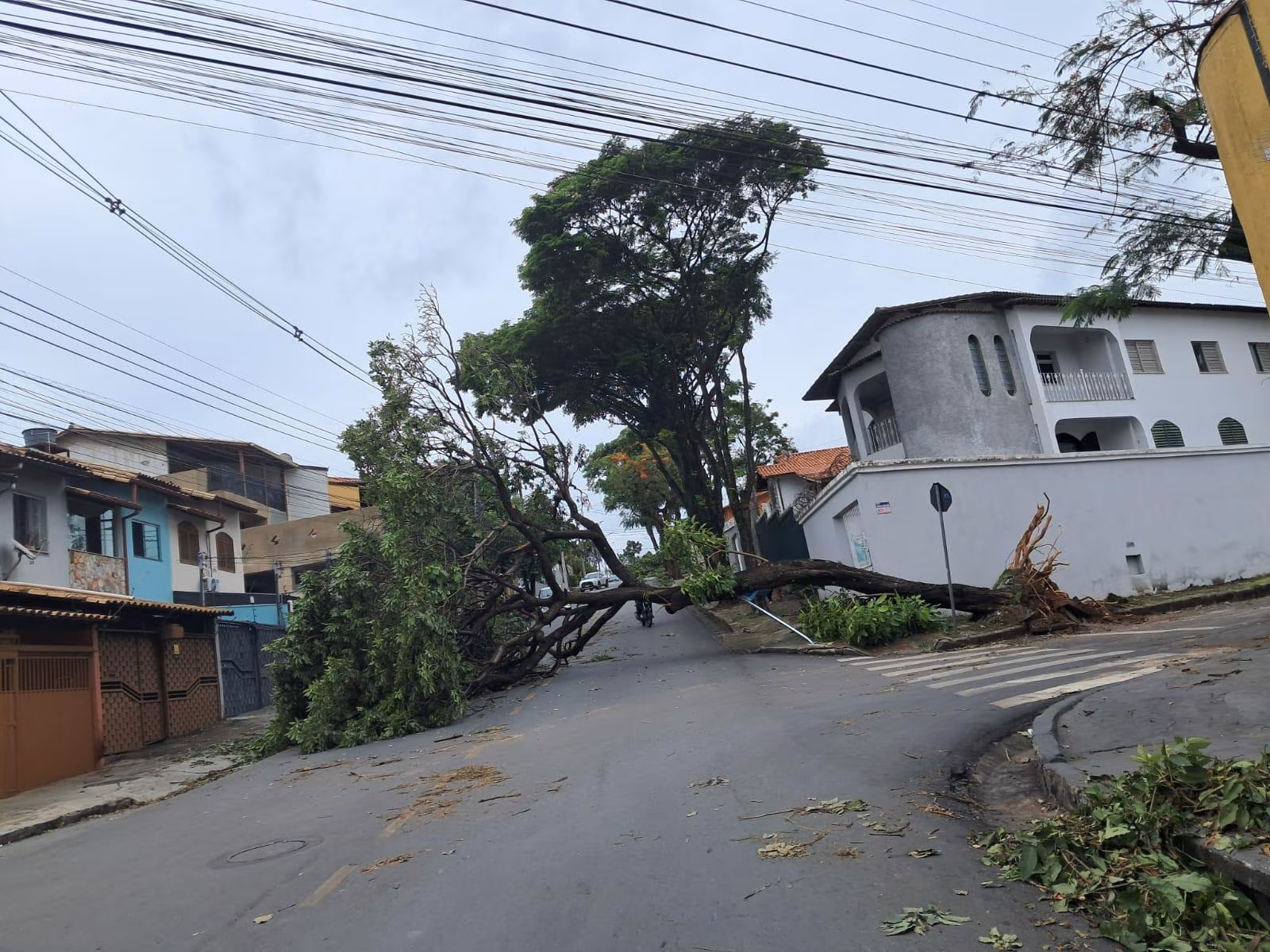 Fwd: Cemig alerta para riscos e orienta como proceder em caso de quedas de árvores durante tempestades