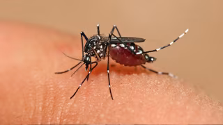 Estudo revela mecanismos imunológicos que protegem parte dos infectados da dengue