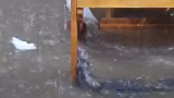 Rato se agarra a cadeira de bar durante temporal em Juiz de Fora e cena viraliza