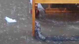 Rato se agarra a cadeira de bar durante temporal em Juiz de Fora e cena viraliza