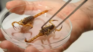 Brasil registra alta em acidentes com escorpiões e mortes quase dobram em 2025