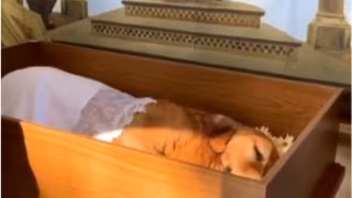 Alesp aprova projeto que permite sepultamento de cães e gatos em jazigos de famílias em SP