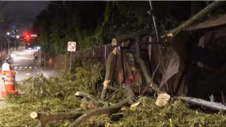 Funcionário da Prefeitura de SP morre ao ser atingido por tronco durante poda de árvore