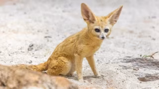 Zoológico recebe raposas que inspiraram personagens de Pokémon e Zootopia; veja