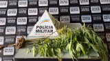 Homem é preso por cultivar plantas análogas à maconha em terreno no Centro de Itambé do Mato Dentro