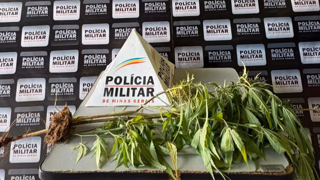 Homem é preso por cultivar plantas análogas à maconha em terreno no Centro de Itambé do Mato Dentro