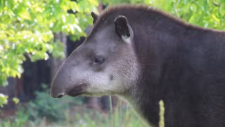 Guia inédito orienta coexistência entre pessoas e antas e busca reduzir conflitos no campo