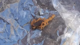 Verão eleva em 10% ocorrências com animais peçonhentos em áreas urbanas de Minas Gerais