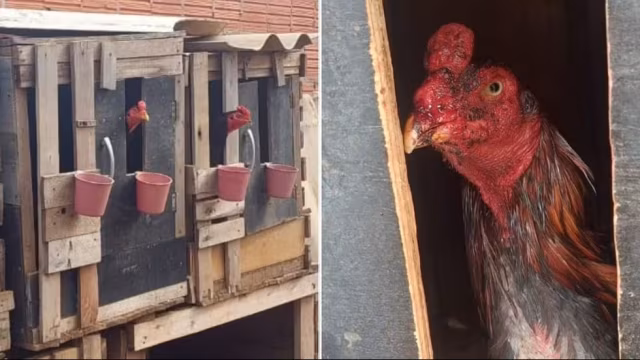 Homem é autuado em R$ 73,5 mil por rinha de galos e criação ilegal de aves em Leme (SP)
