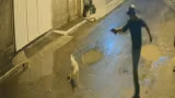 Câmera flagra homem matando a tiros cachorro de vizinho