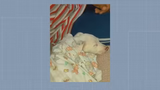 Após matar cachorro em Magé, atirador tenta atingir tutor, diz polícia