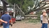 Árvore de grande porte cai e atinge carros em Santa Bárbara