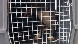 Criança de 4 anos fica ferida após ataque de pitbull em Manhuaçu