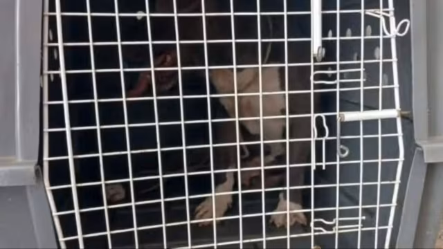 Criança de 4 anos fica ferida após ataque de pitbull em Manhuaçu