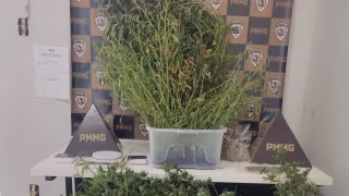 PM flagra “fábrica” de maconha funcionando dentro de casa em Timóteo