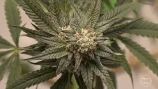 Estudo define limites semanais de THC ligados a risco de transtorno por uso de cannabis