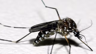 LIRAa 2026 aponta índice elevado de infestação do Aedes aegypti em Ipatinga