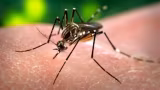 São Paulo registra primeira morte por dengue em 2026 em Nova Guataporanga