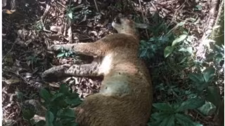 Onça-parda é encontrada morta em avenida que corta Parque da Cantareira, em SP