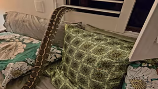 Australiana acorda com píton de 2,5 metros sobre o peito em quarto