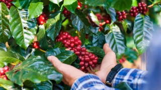 Acordo Mercosul-União Europeia zera tarifas para frutas e café em acesso ao mercado europeu